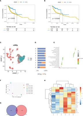 Human papillomavirus infection can alter the level of tumour stemness and T cell infiltration in patients with head and neck squamous cell carcinoma